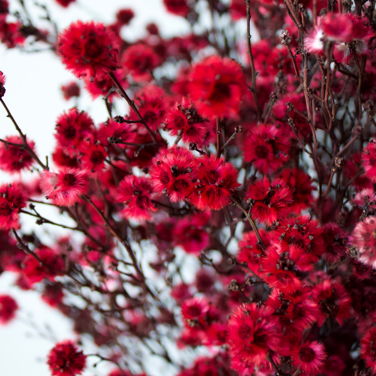 Close-up of The Garnet by Eos Blooms: jeweled red preserved Stirlinga with dark stems.