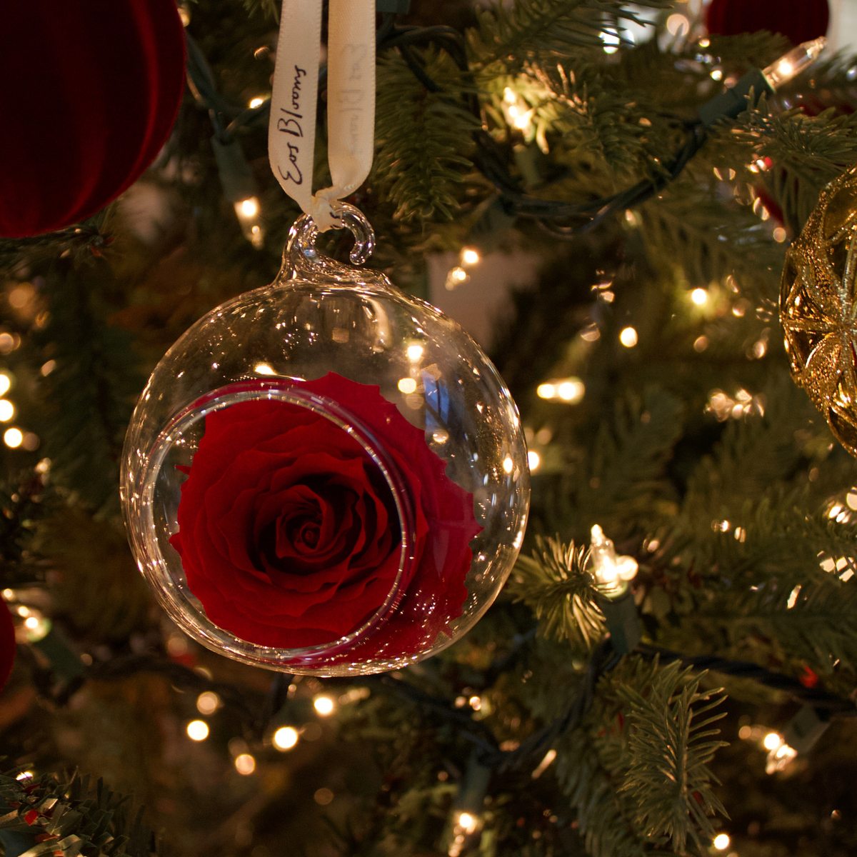 Eos Blooms' Glass Ornaments 4-Pack lights up your Christmas tree with festive preserved roses.