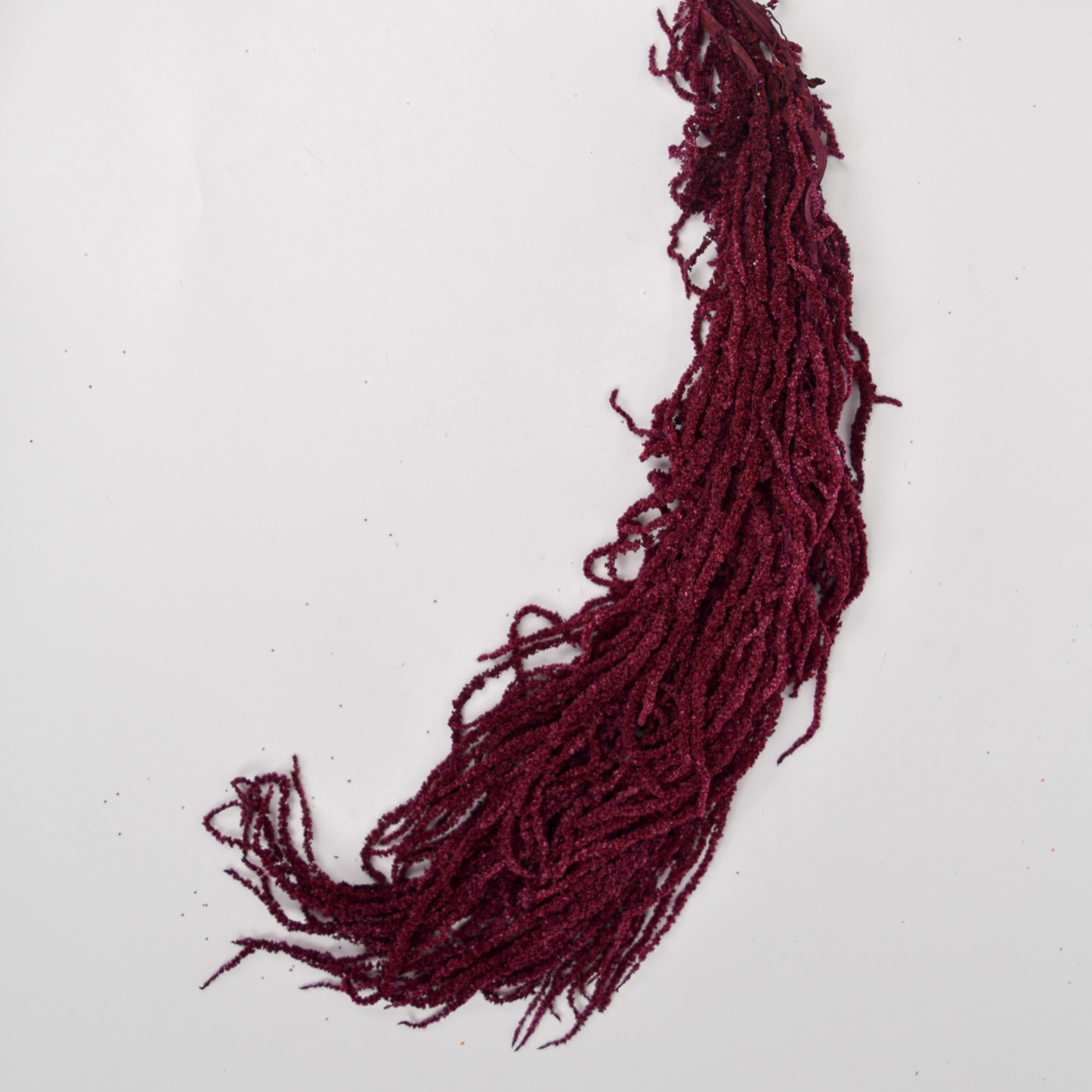 Add a Touch of Hanging Amaranthus by Eos Blooms in deep red on a plain white background.