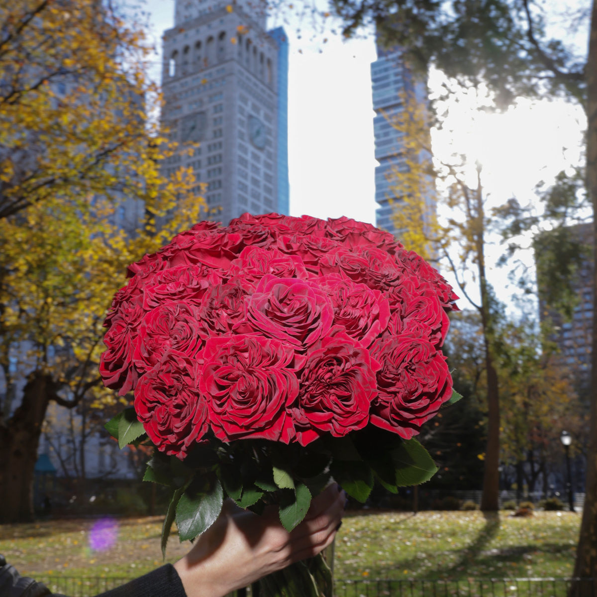 A hand holds Eos Blooms Mon Coeur | Hotel Guest roses in a city park with tall buildings behind.