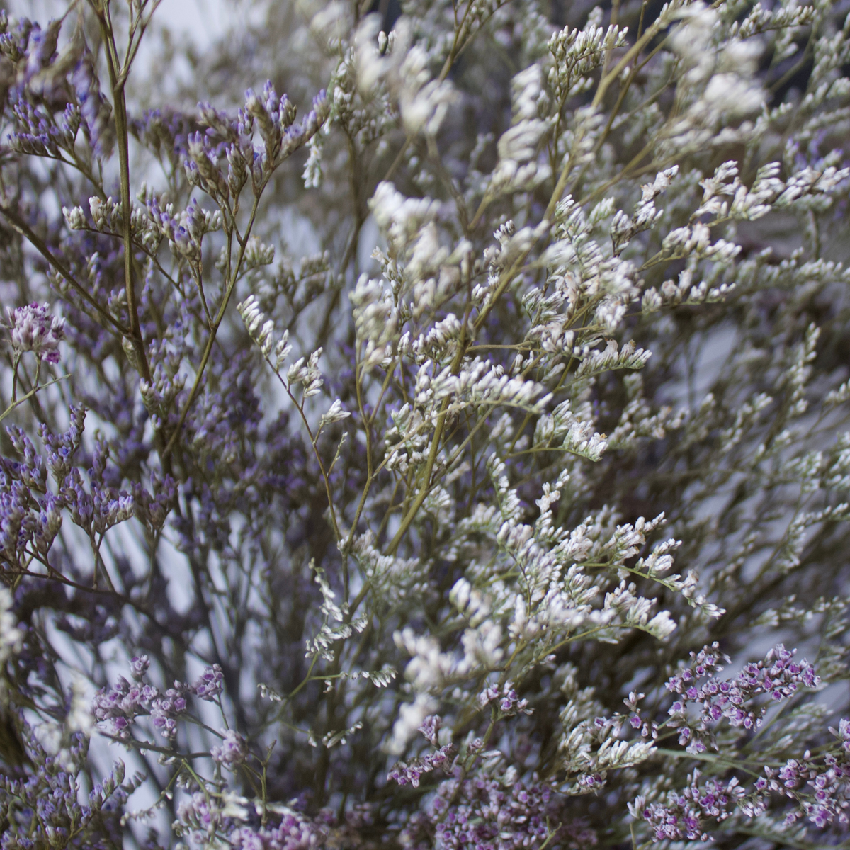 The Haven by Eos Blooms: preserved limonium with delicate purple, white blooms and green stems.