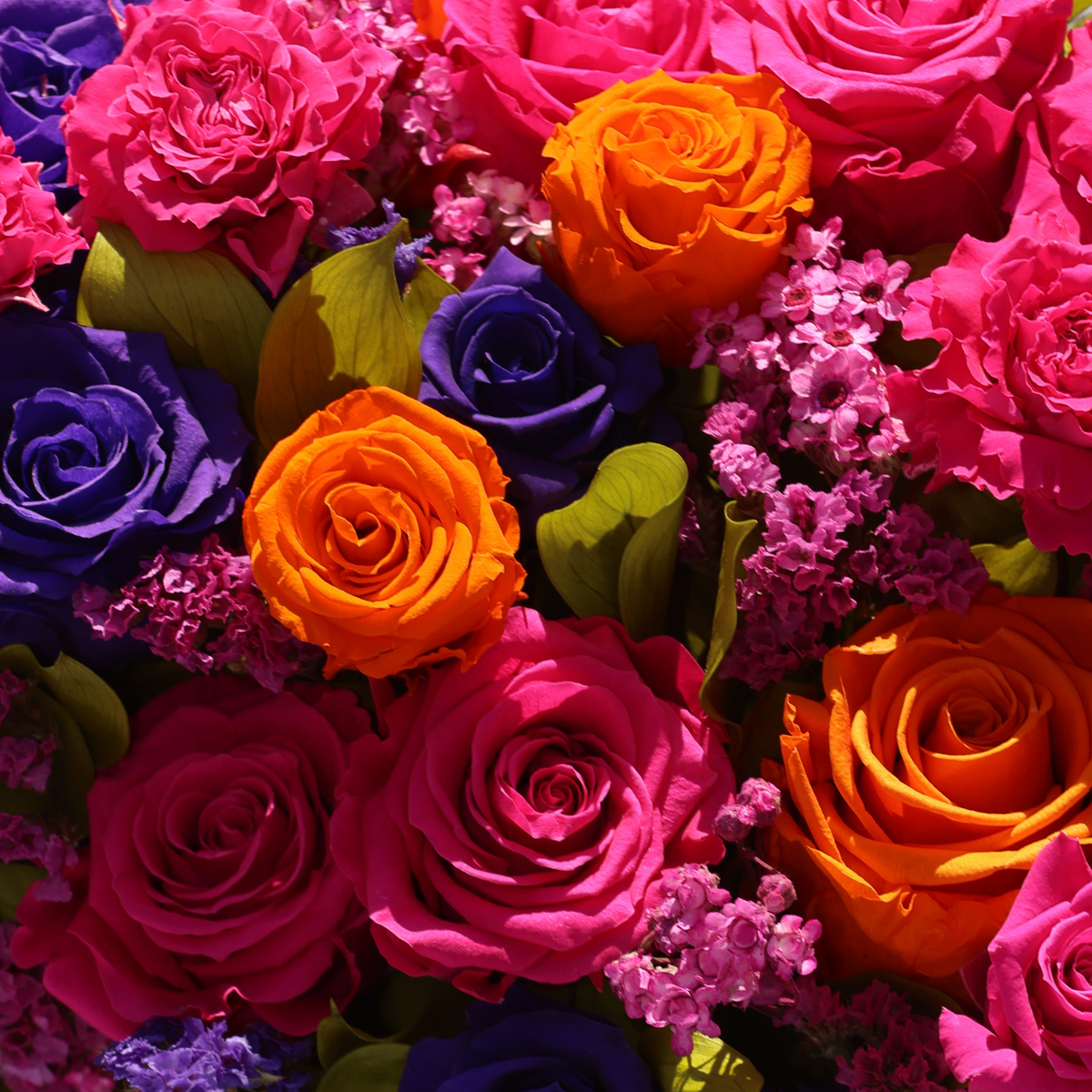 Close-up of The Mariposa (Silver Julep) roses by Eos Blooms—vivid blooms with green leaves.