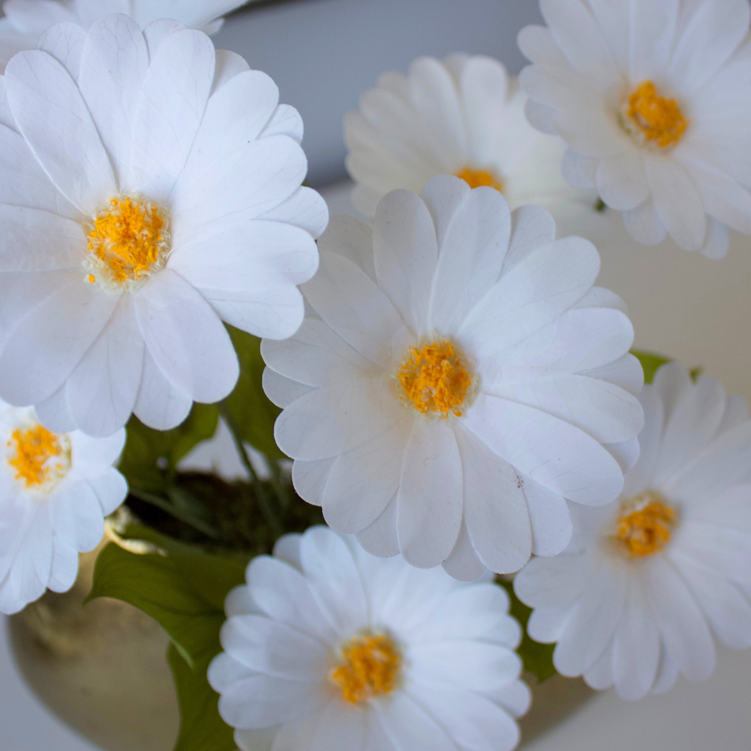Forever Daisies