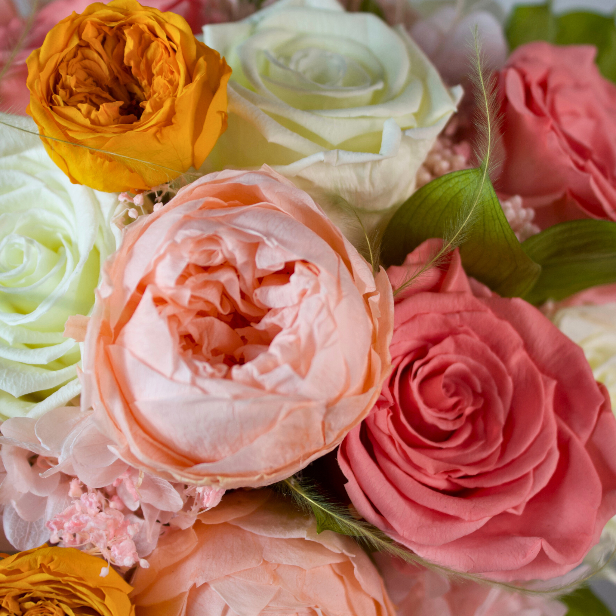 Forever Peonies