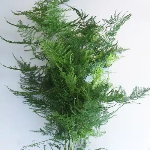 Preserved Asparagus Fern