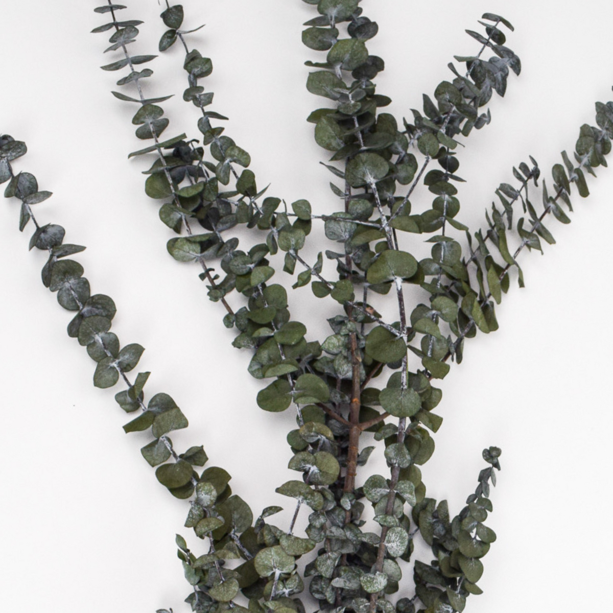 Eos Blooms Preserved Eucalyptus: five round-leaf branches, ideal for floral arrangements.