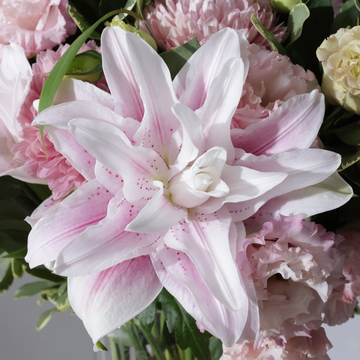 Close-up of a light pink and white lily surrounded by pink carnations and green leaves.