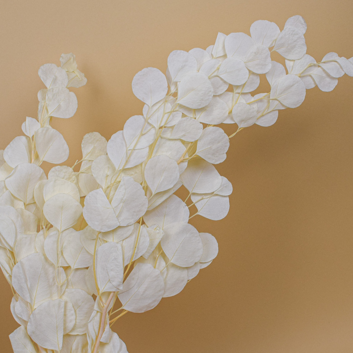 Eos Blooms Preserved Populus Eucalyptus—elegant and white, set against a beige background.