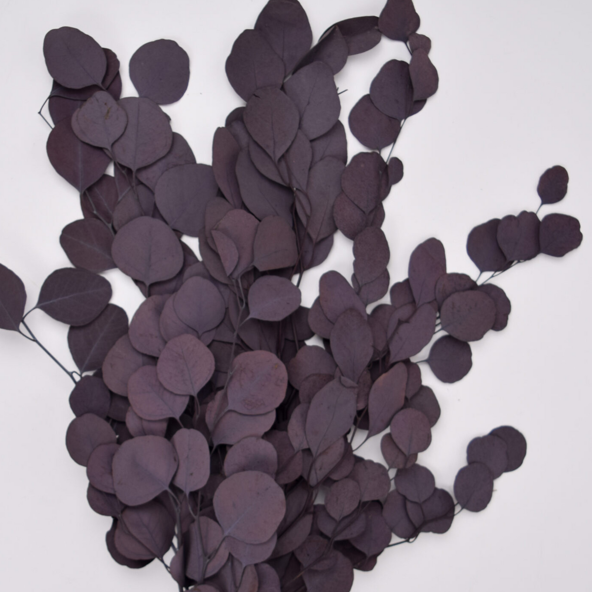Eos Blooms Preserved Populus Eucalyptus in dark purple arranged on a white background.