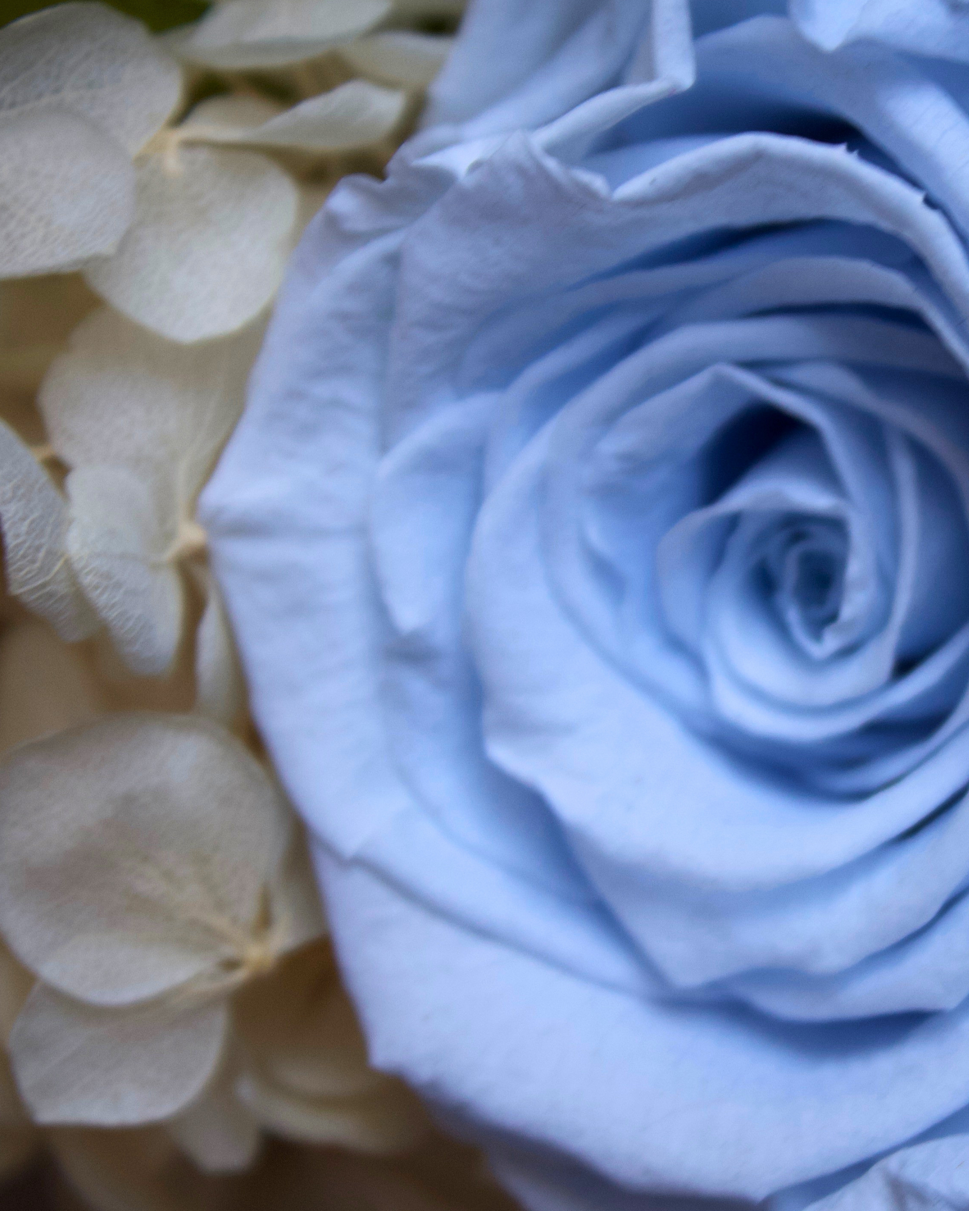 The Seaglass (Petite) by Eos Blooms: pale blue preserved rose with soft white petals.