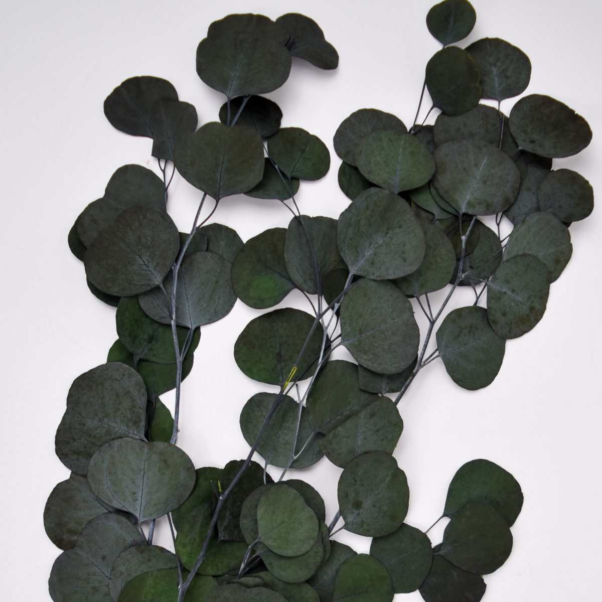 Preserved Populus Eucalyptus by Eos Blooms with round leaves and flowers on white background.