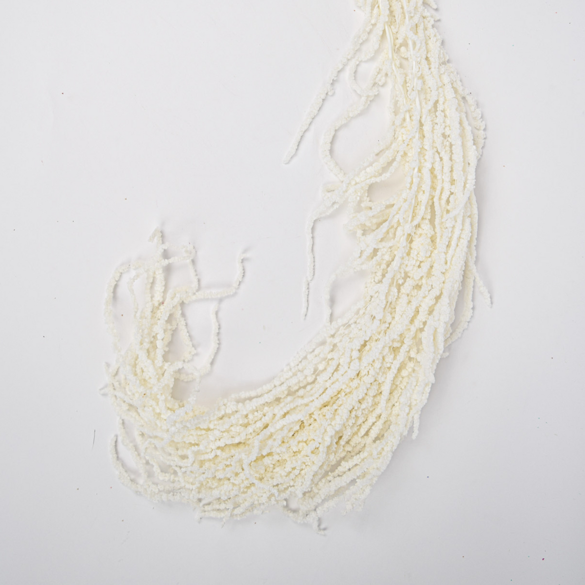 Add a Touch of Hanging Amaranthus by Eos Blooms with preserved texture on white background.