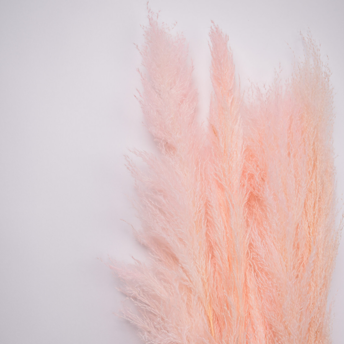 Eos Blooms Preserved XL Pampas in soft pink adds elegance to any home with a pastel backdrop.