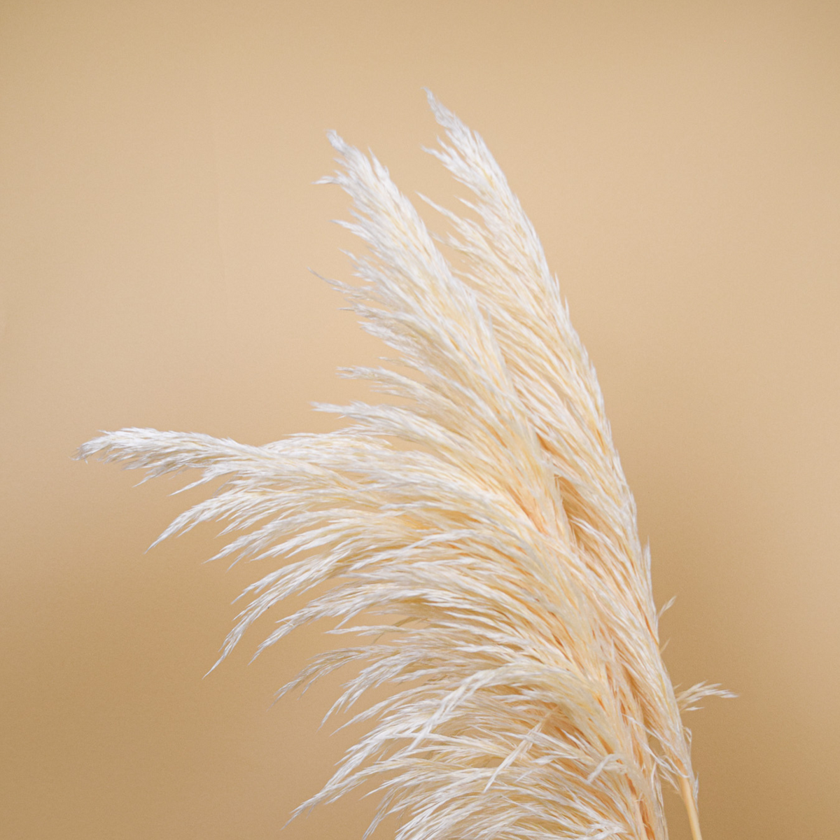 Eos Blooms' Preserved XL Pampas, ideal for home decor, shown against a beige background.