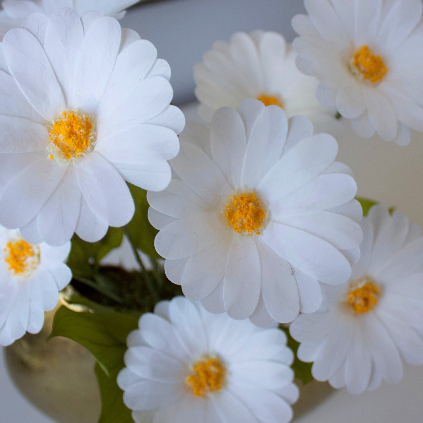 The Margarita | Preserved Daisies