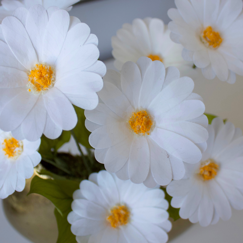 The Margarita | Preserved Daisies