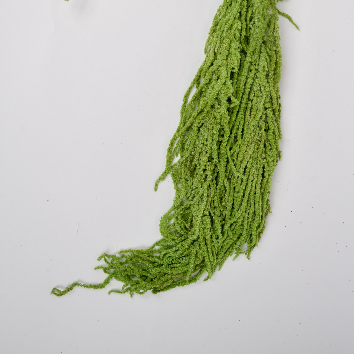 Add a Touch of Hanging Amaranthus by Eos Blooms brings texture to any arrangement.