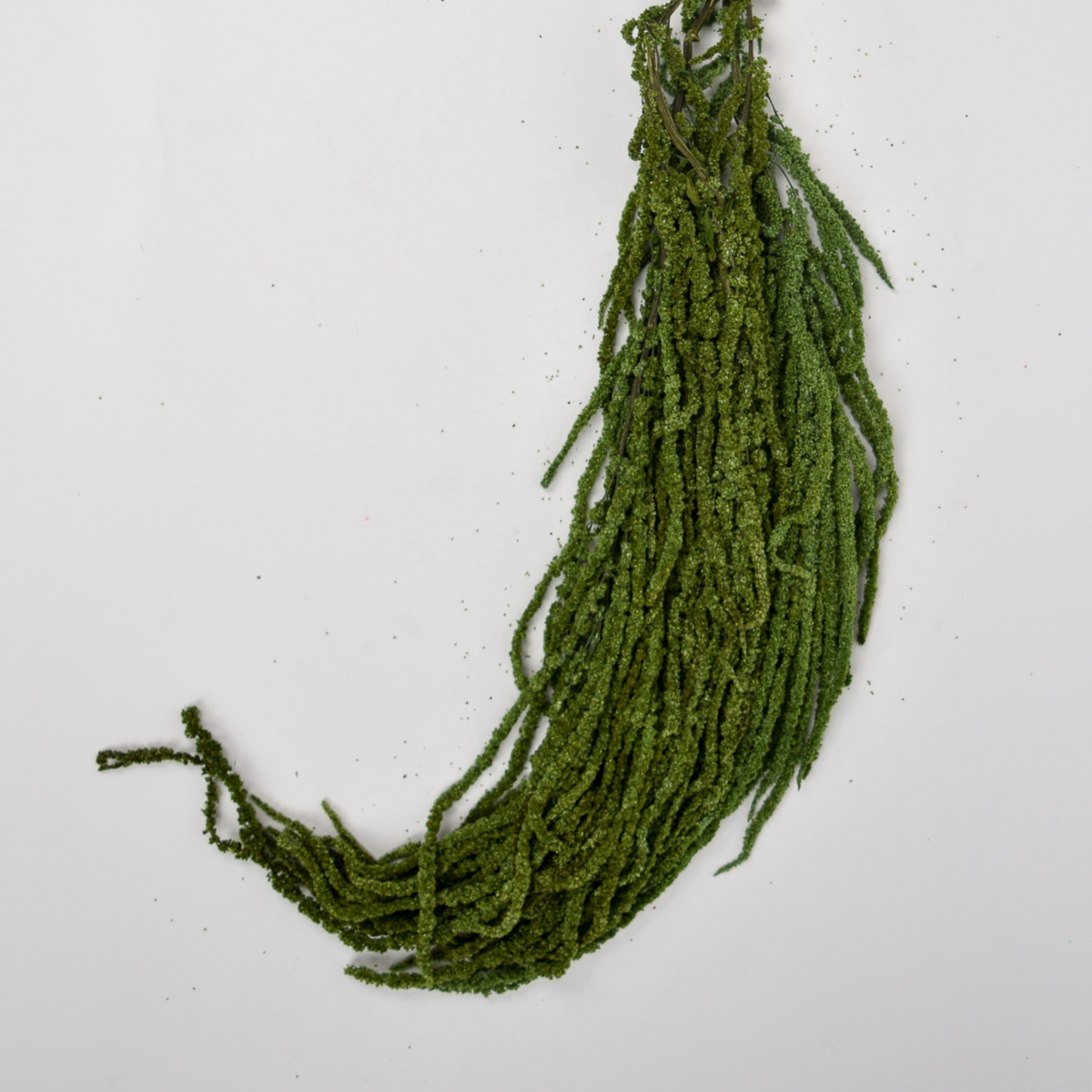 Add a Touch of Hanging Amaranthus by Eos Blooms, arranged on a white background.