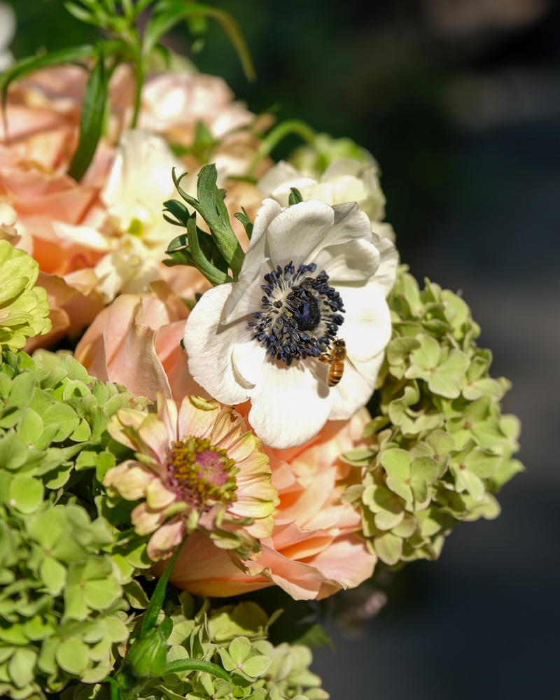 A bee lands on The Virgo ♍ by Eos Blooms, glowing white in the sun—ideal for Virgos.