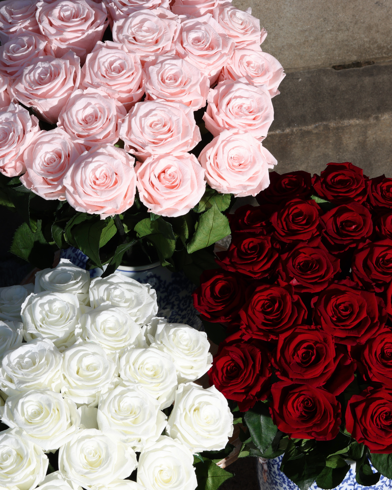 The Amalia by Eos Blooms: pink, red, and white preserved roses arranged in sunlight.