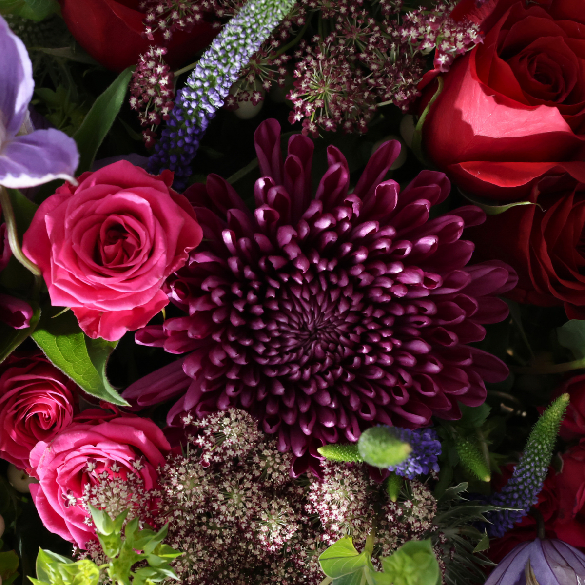 Close-up of The Cosmos | Hotel Guest by Eos Blooms: plum, ruby-red, and purple chrysanthemum.