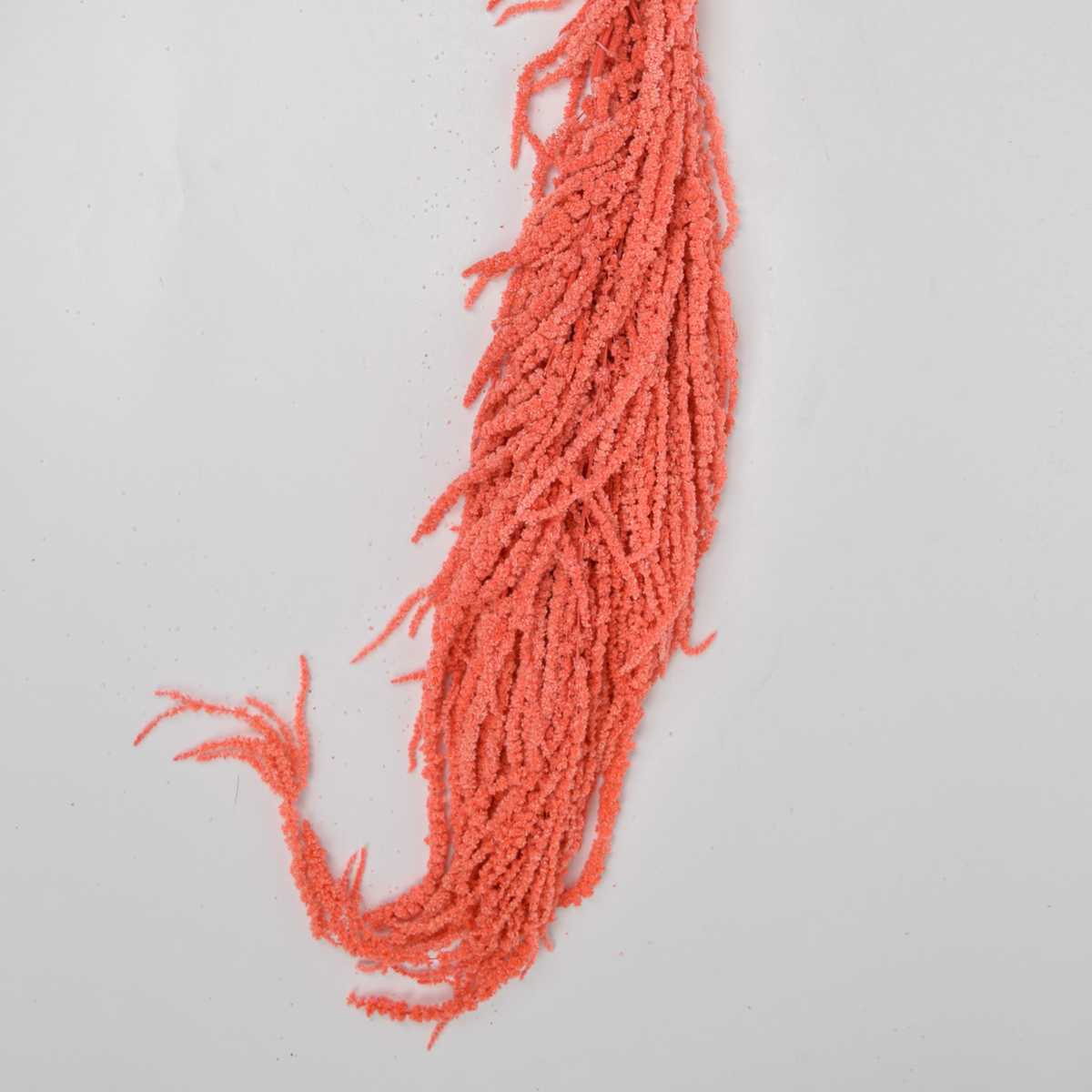 Add a Touch of Hanging Amaranthus by Eos Blooms brings texture to any plain white backdrop.
