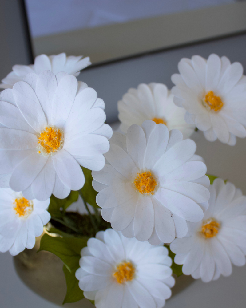 The Margarita | Preserved Daisies by Eos Blooms: yellow-centered daisies in a vase, top view.