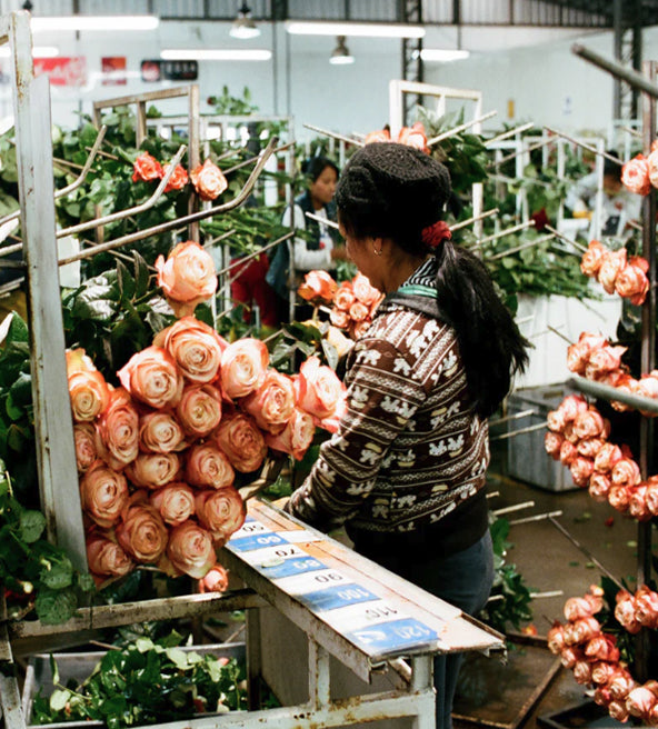A woman arranges pink roses in a busy flower processing facility.