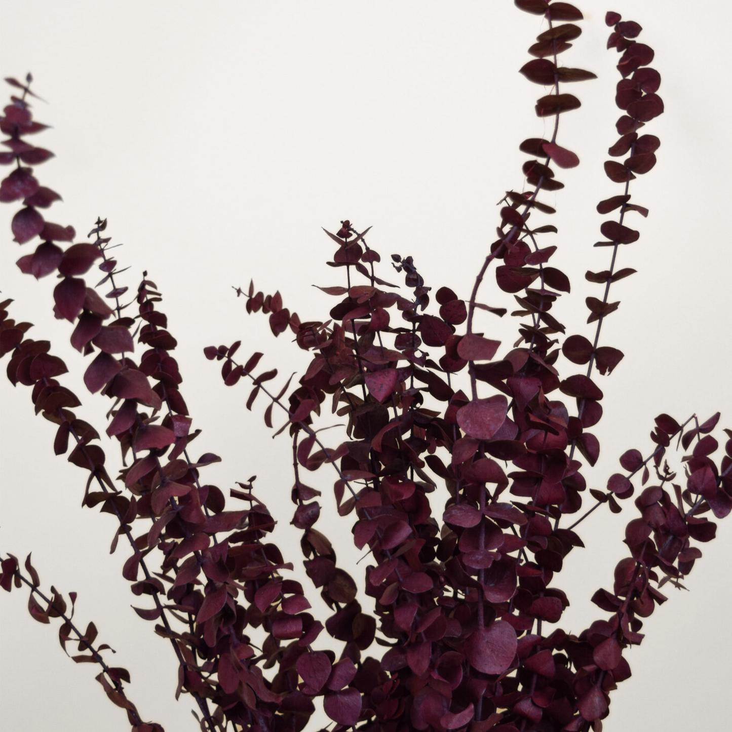 Eos Blooms Preserved Eucalyptus with small round leaves, dark purple on white background.