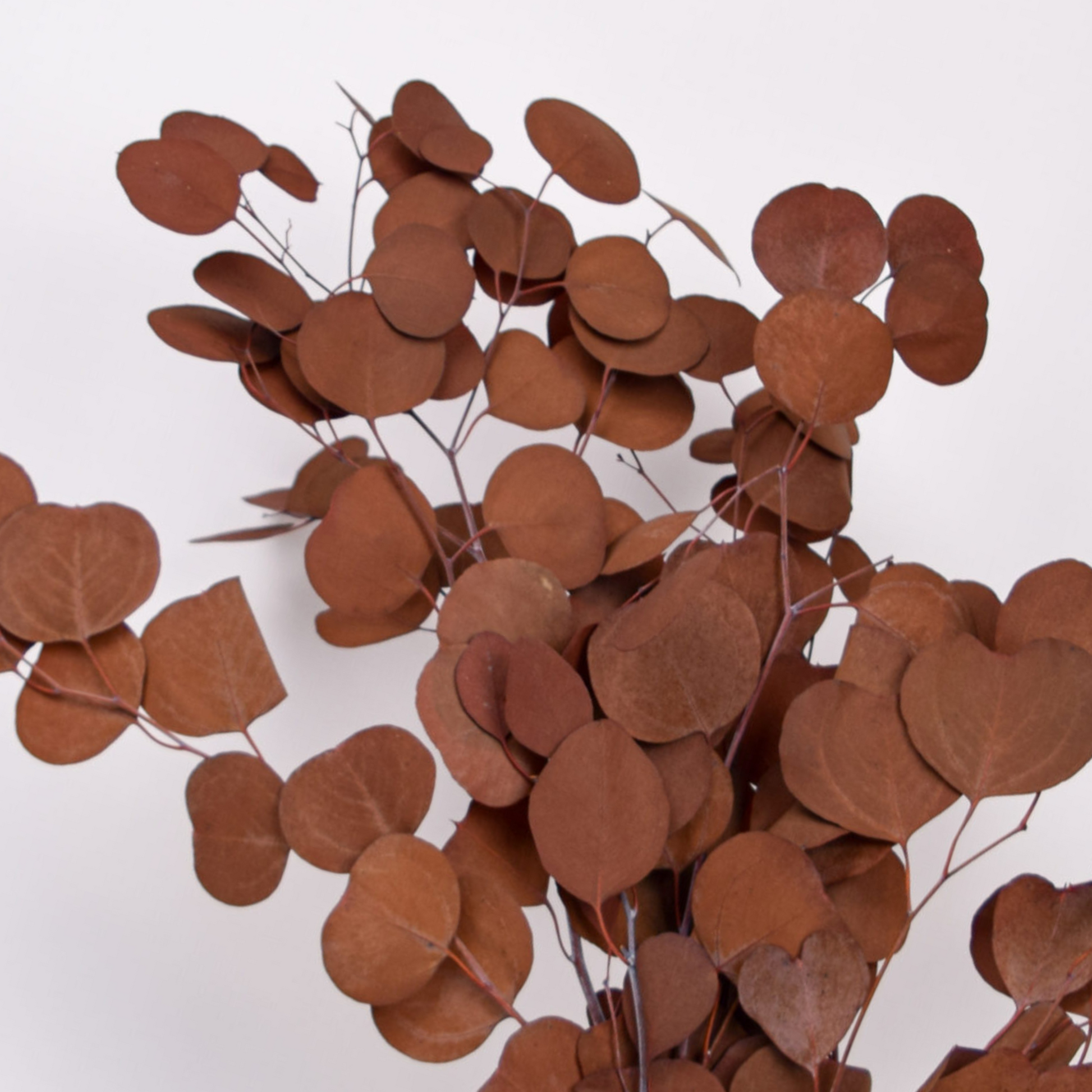 Eos Blooms Preserved Populus Eucalyptus: brown round-leaf branches on white background.