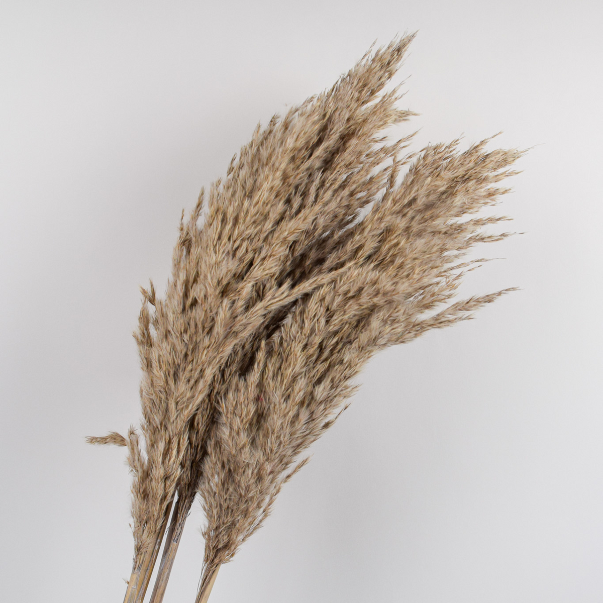 Eos Blooms Preserved XL Pampas stems for home decor shown on a plain white background.