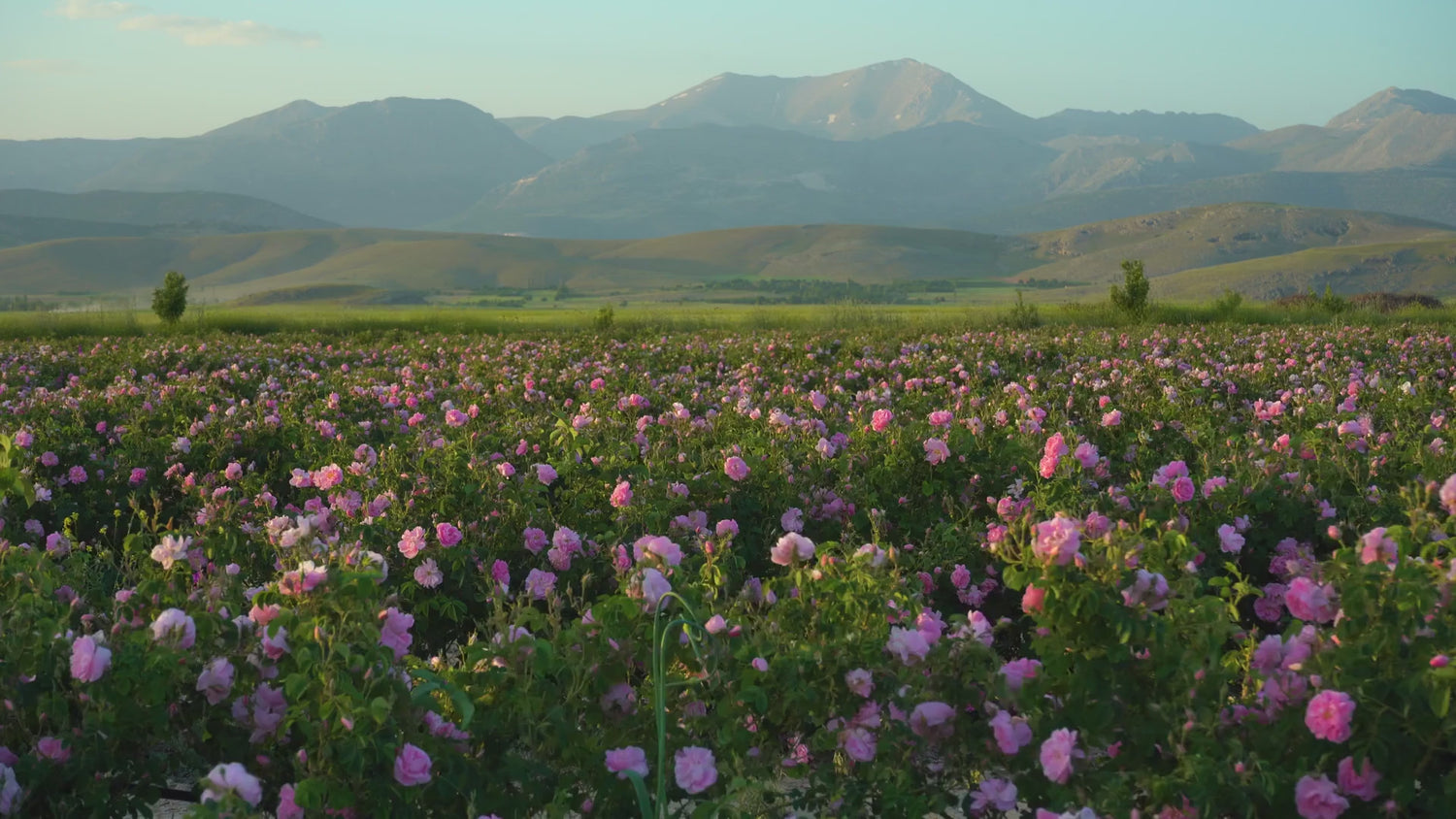 Farm Fresh Flowers
