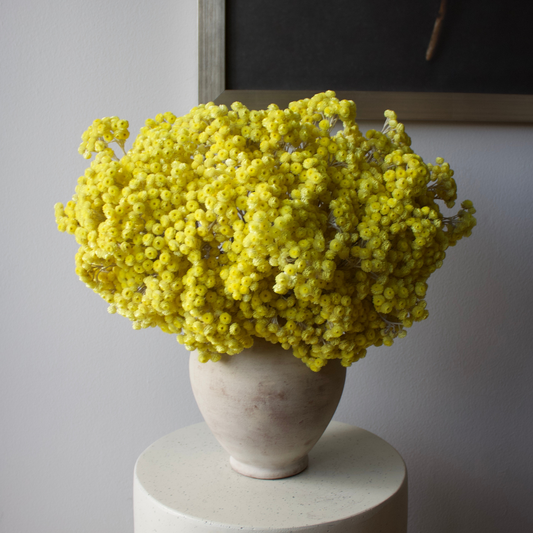 The Aureum | Preserved Helichrysum by Eos Blooms adds charm to any table or home decor.