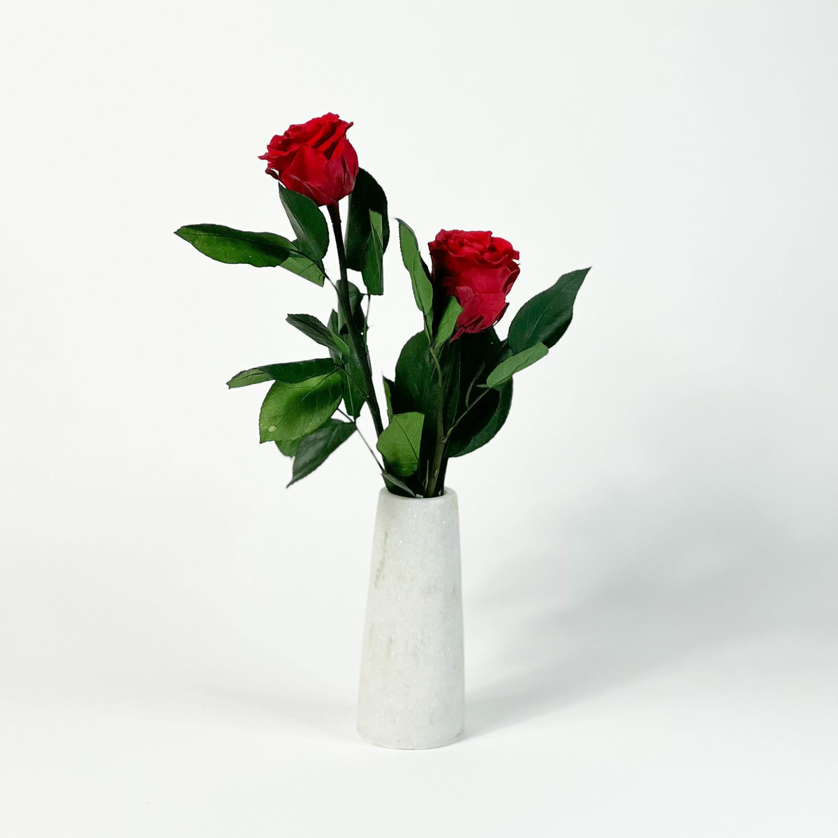 Two red roses with green leaves in a simple white vase on a plain white background.